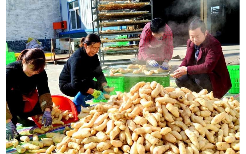 西安新聞網：漢中迎來天麻“豐收季”